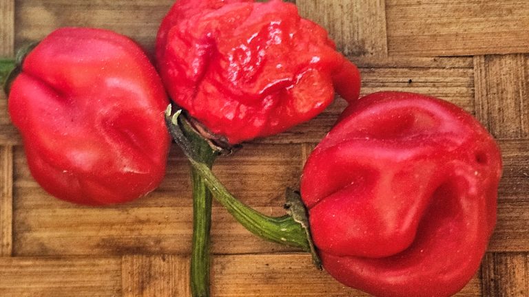 Tre Carolina Reaper-chilier med rynket, blæret skind på en flettet bambusflade