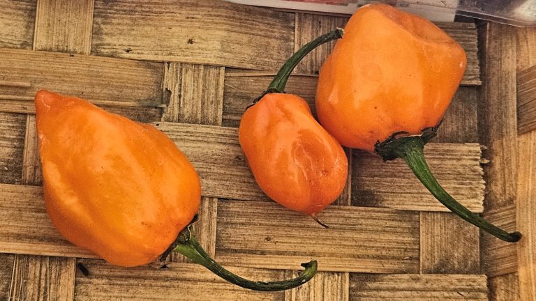 Tre orange habanerochilier med rynket skind på en flettet bambusflade